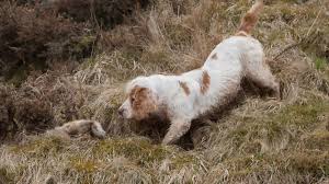 The Clumber Spaniel
